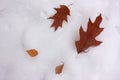 Oak Autumn Leaves On The Snow. Late Fall Or Early Winter. Natural Background With Copy Space. Flat Lay Composition