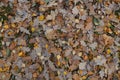 oak autumn yellow and gold leaves background Royalty Free Stock Photo