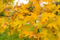 oak autumn, yellow oak leaves Royalty Free Stock Photo