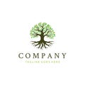 Oak Banyan tree logo design. Tree of life logo design inspiration Royalty Free Stock Photo