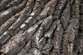 Oak Bark Royalty Free Stock Photo