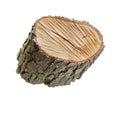 Oak bark chunk with layered texture isolated on transparent background, clipping path included
