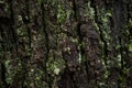 Oak bark moss texture. Wet tree close-up Royalty Free Stock Photo