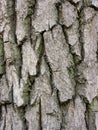 Oak bark surface