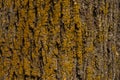 Oak bark closeup Royalty Free Stock Photo