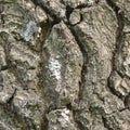 Oak bark texture background, vertical textured pattern, large detailed rugged tree trunk macro closeup, old aged weathered coarse Royalty Free Stock Photo