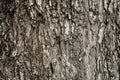 Old Wood Tree or dry tree bark texture Background Royalty Free Stock Photo