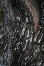 Old Wood Tree or dry tree bark texture Background Royalty Free Stock Photo