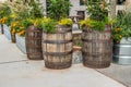 Oak barrel planters outdoors Royalty Free Stock Photo