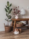 An oak bench with decor, a ficus in a basket and a sleeping cat on a rug in a cozy living room interior