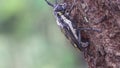 Oak borer beetle laying eggs