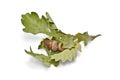 Oak branch with acorn