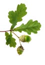 Oak branch with acorns Royalty Free Stock Photo