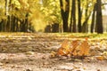 Oak branch on autumn town alley with golden fall trees and fallen leaves Royalty Free Stock Photo