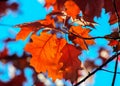 Oak branch with colorful fall leaves in autumn forest on blue sky background Royalty Free Stock Photo
