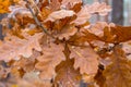 Oak branch with dry brown leaves. Golden leaves in oak forest. Autumn nature concept. Fall concept. Royalty Free Stock Photo