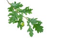 Oak branch with fresh, young green leaves isolated on white background