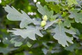 Oak branch with green acorns on a blurred background Royalty Free Stock Photo