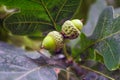 Oak branch with green acorns on a blurred background Royalty Free Stock Photo