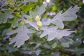 Oak branch with green acorns on a blurred background Royalty Free Stock Photo