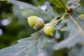 Oak branch with green acorns on a blurred background Royalty Free Stock Photo