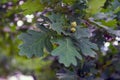 Oak branch with green acorns on a blurred background Royalty Free Stock Photo