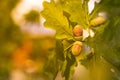 Oak branch with green leaves and acorns on a sunny day. Blurred background. Closeup. Royalty Free Stock Photo