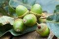 Oak branch with green leaves and acorns on a sunny day. Blurred leaf background with bokeh lights. Closeup Royalty Free Stock Photo