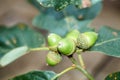 Oak branch with green leaves and acorns on a sunny day. Blurred leaf background with bokeh lights. Closeup Royalty Free Stock Photo