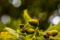 Oak branch with green leaves and acorns on a sunny day. Oak tree Royalty Free Stock Photo