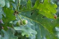 Oak branch with green leaves and acorns on a sunny day. Oak tree in summer. Blurred leaf background Royalty Free Stock Photo