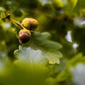 Oak branch with green leaves and acorns on a sunny day. Oak tree