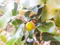 Oak branch with green leaves and acorns on a sunny day. Oak tree in summer. Blurred leaf background. Closeup Royalty Free Stock Photo