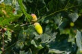 Oak branch with green leaves and acorns on a sunny day. Oak tree in summer. Blurred leaf background Royalty Free Stock Photo