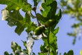 Oak branch with green leaves and acorns on a sunny day. Oak tree in summer. Blurred leaf background Royalty Free Stock Photo