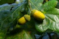 Oak branch with green leaves and acorns on a sunny day. Oak tree in summer. Blurred leaf background Royalty Free Stock Photo