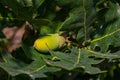 Oak branch with green leaves and acorns on a sunny day. Oak tree in summer. Blurred leaf background Royalty Free Stock Photo