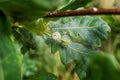 Oak branch with green leaves and acorns on a sunny day. Oak tree in summer. Blurred leaf background. Closeup. Royalty Free Stock Photo