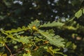 Oak branch with green leaves and acorns. Royalty Free Stock Photo