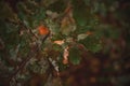 Blurry leaves background. Close-up in the forest Royalty Free Stock Photo