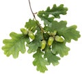 oak branch with leaves and acorns, white background. isolate. Royalty Free Stock Photo