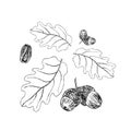 Oak branch with leaves in black ink. Stages. Art illustration