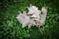 Oak branch with oak leafs lies in the grass, water drops Royalty Free Stock Photo