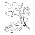 Oak branch outline for the design of autumn products