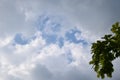 An oak branch seen against a heavily cloudy blue sky