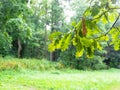 Oak branch with wet green leaves and green trees Royalty Free Stock Photo