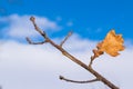An oak branch covered with frost against a blue sky. Close-up. Royalty Free Stock Photo