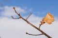 An oak branch with a yellow leaf is covered with frost. Royalty Free Stock Photo