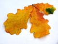 Oak branch with yellow autumn leaves and acorn on a white background. Royalty Free Stock Photo