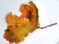 Oak branch with yellow autumn leaves and acorn on a white background. Royalty Free Stock Photo
